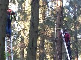 Maibaum_2016 (2).jpg